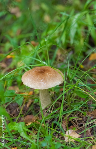 Boletus mushroom close-up on the background of land and green grass in the forest in summer