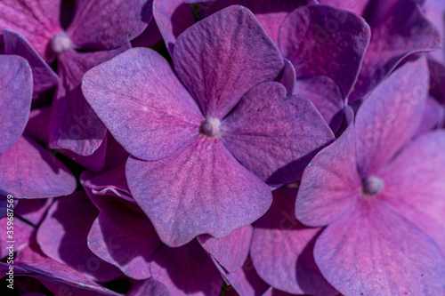 Violet hydrangea. Summer green garden. Bright violet color. Macro.