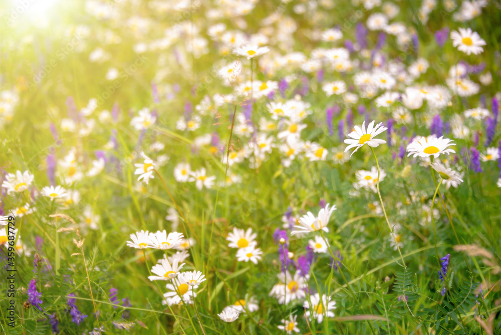 Sunshine on a field of daisy and wiild flowers, spring and summer nature background