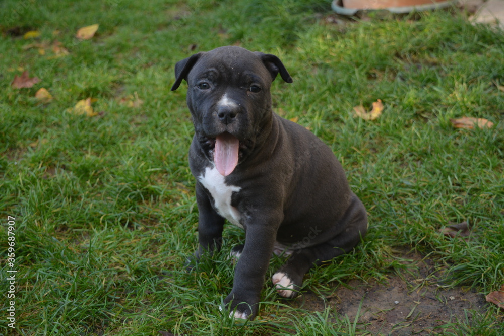 Amstaff - staffordshire terrier américain