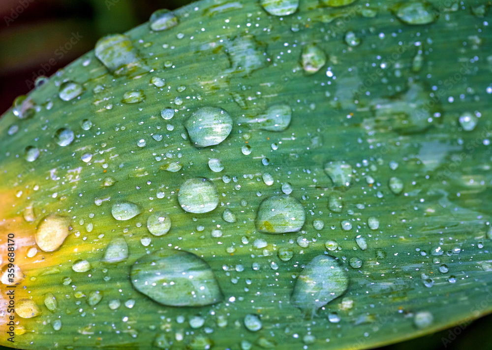 Water droplets after the rain on the leaves of the Bush Water droplets after the rain on the leaves of the Bush