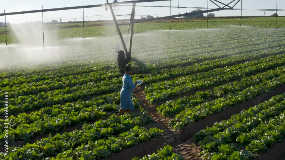 Aerial view of a Black African female farmer using a digital tablet and monitoring centre pivot irrigation on large scale vegetable farm