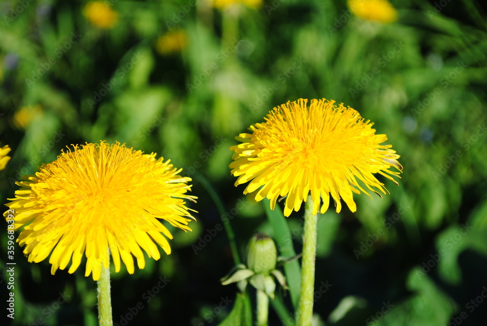 yellow dandelion flower yellow dandelion flower