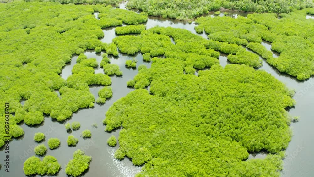 Aerial view of rivers in tropical mangrove forests. Mangrove landscape, Siargao,Philippines. Aerial view of rivers in tropical mangrove forests. Mangrove landscape, Siargao,Philippines.