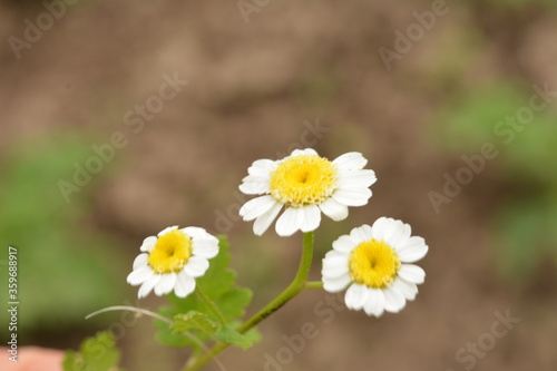 Matrikariya flowers in the garden. white Tanacetum parthenium blossoms photo