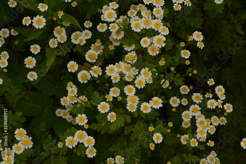 Matrikariya flowers in the garden. white Tanacetum parthenium blossoms photo