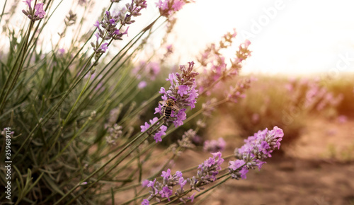 Honey bee pollinates the lavender flowers. Bumblebee pollinates the lavender flowers. Nectar collecting in the province rural areas with endless fields or lavender. Beautiful wallpaper.