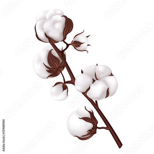 Cotton plant branch. Vector illustrtion.