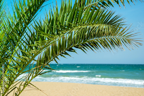 palm tree foliage against seascape in summertime. Palm leafage near waterfront of ocean. Tropical shoreline copy space photography. exotic seashore with palm leaf and tropic sand. tranquil scenery.