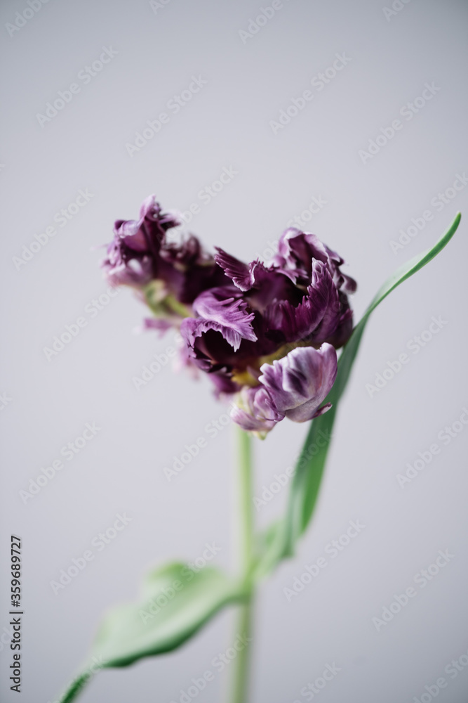 Beautiful single purple coloured tulip flower on the grey wall background, close up vertical view
