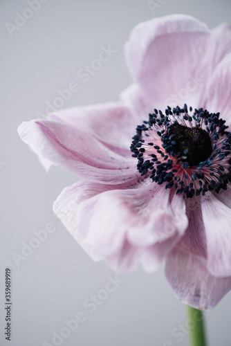 Beautiful single patel purple coloured anemone flower on the grey wall backgroun Fototapet