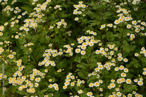 Matrikariya flowers in the garden. white Tanacetum parthenium blossoms photo