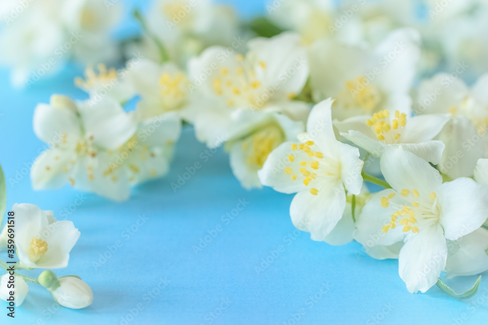 jasmine flowers on a blue background close-up. delicate background with jasmine flowers.