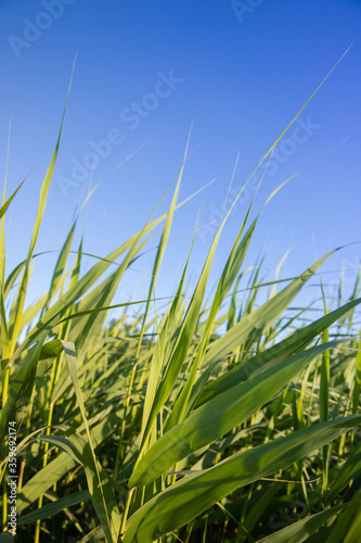 Fresh green reed with lush long leaves moving by wind on the beach over blue sky background. Summer backdrop