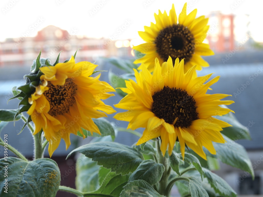 Obraz premium Blossoms