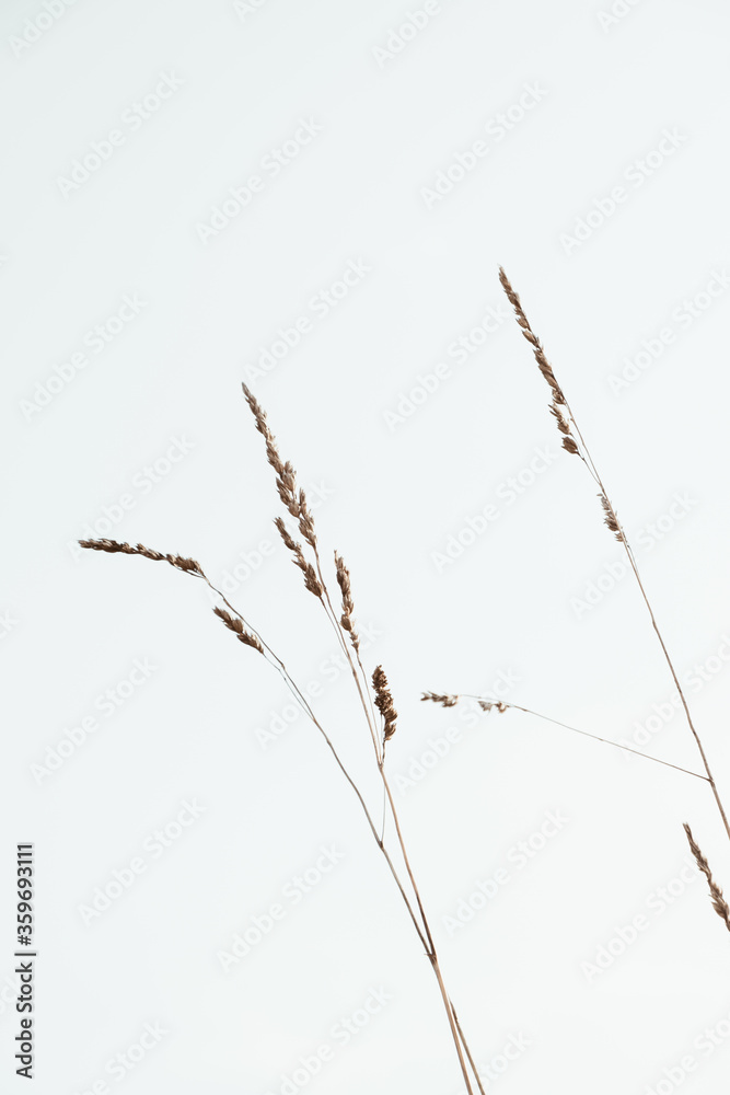 Closeup of cocksfoot / bluegrass stalks against the blue sky. Minimal nature background. Closeup of cocksfoot / bluegrass stalks against the blue sky. Minimal nature background.