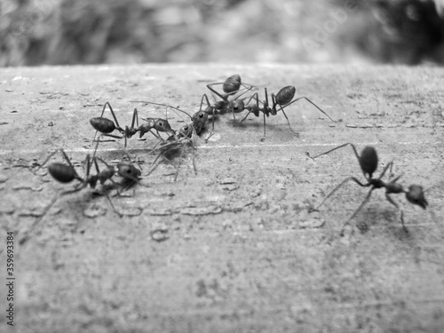 Red ants on trees, small animal team, helping friends injured and dead, on a large brown bamboo trunk, close-up focus photography concept, garden in the Thailand, vintage concept. © Priyaporn