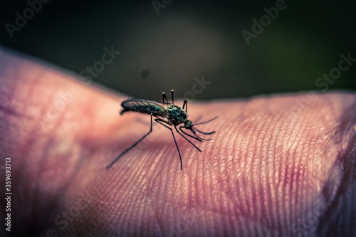 mosquito sucking blood extreme closeup