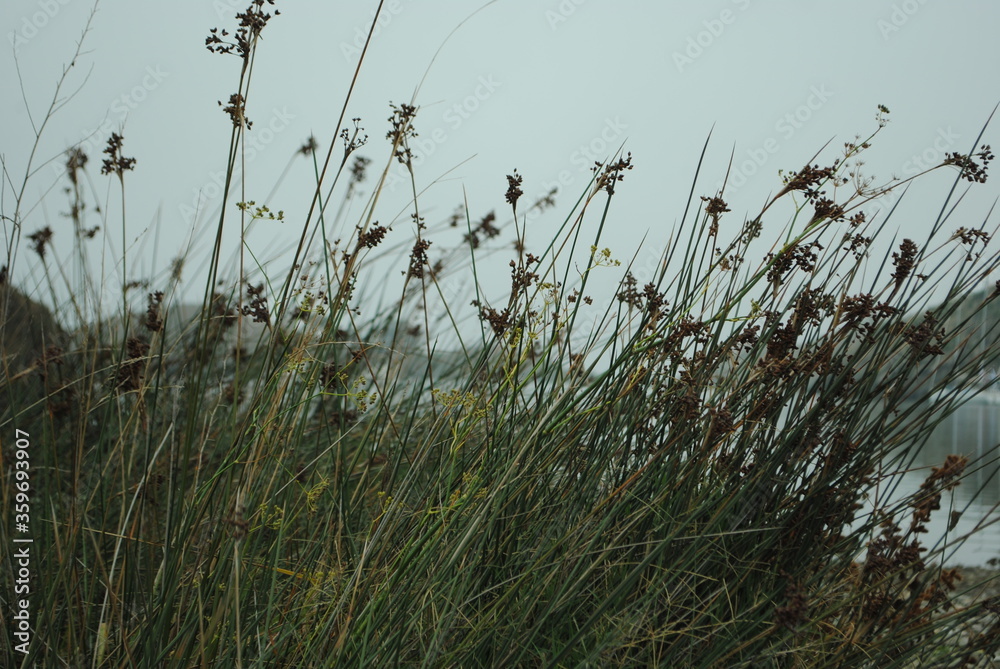 grass grass