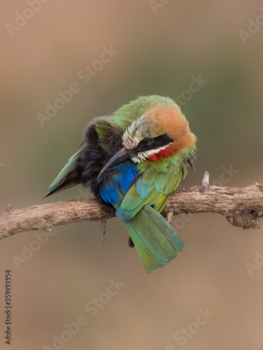 Whitefronted Bee-eater on perch photo