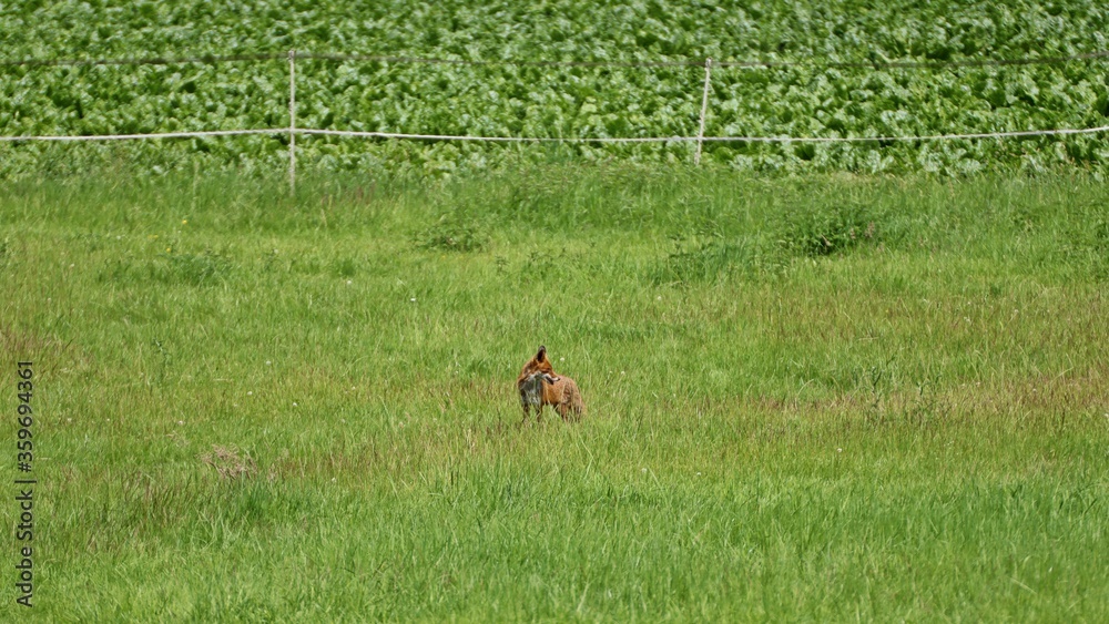 Rotfuchs (Vulpes vulpes) auf der Pferdeweide Rotfuchs (Vulpes vulpes) auf der Pferdeweide