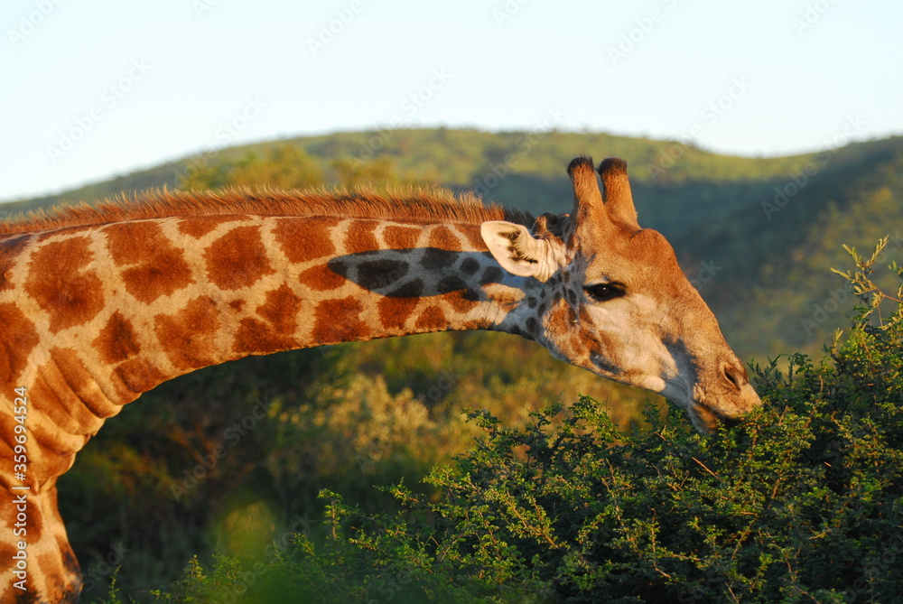 Obraz premium 南アフリカ・サンシティー サファリツアー