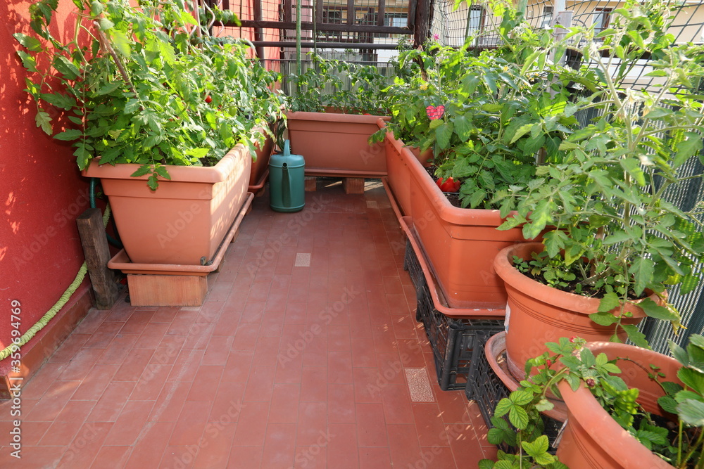 urban garden for the cultivation of vegetables inside flower pot