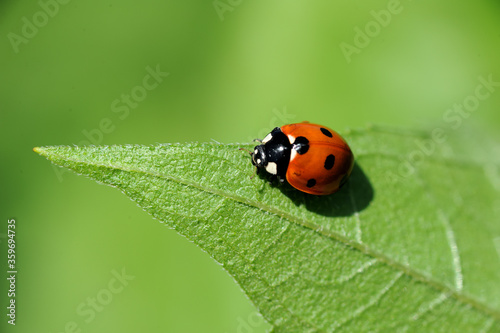 Red Ladybug with black dots on green leaf