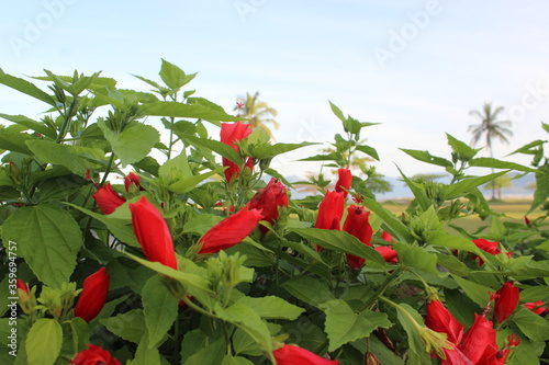 flor vermelha, natureza, praia, azul, verde, vermelho, red flower, nature, beach, blue, green, red