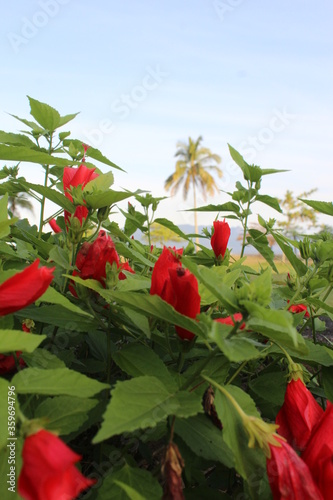 flor vermelha, natureza, praia, azul, verde, vermelho, red flower, nature, beach, blue, green, red