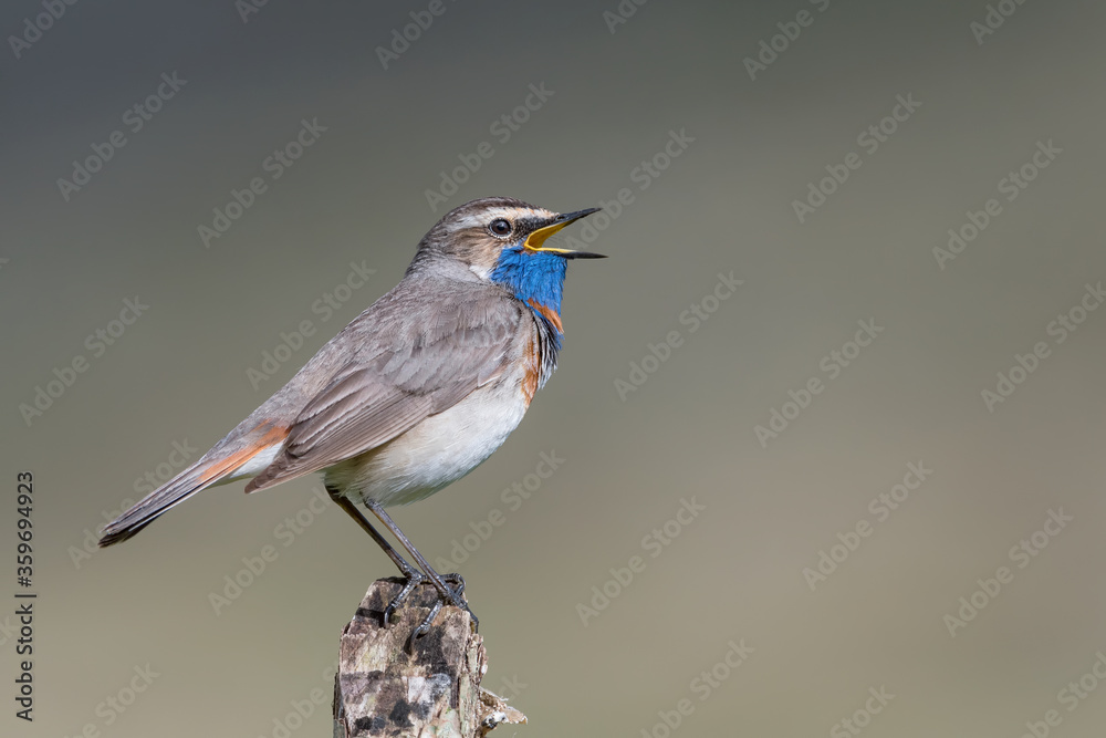 The wonderful Bluethroat before dawn (Luscinia svecica)