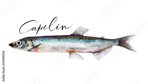 Capelin