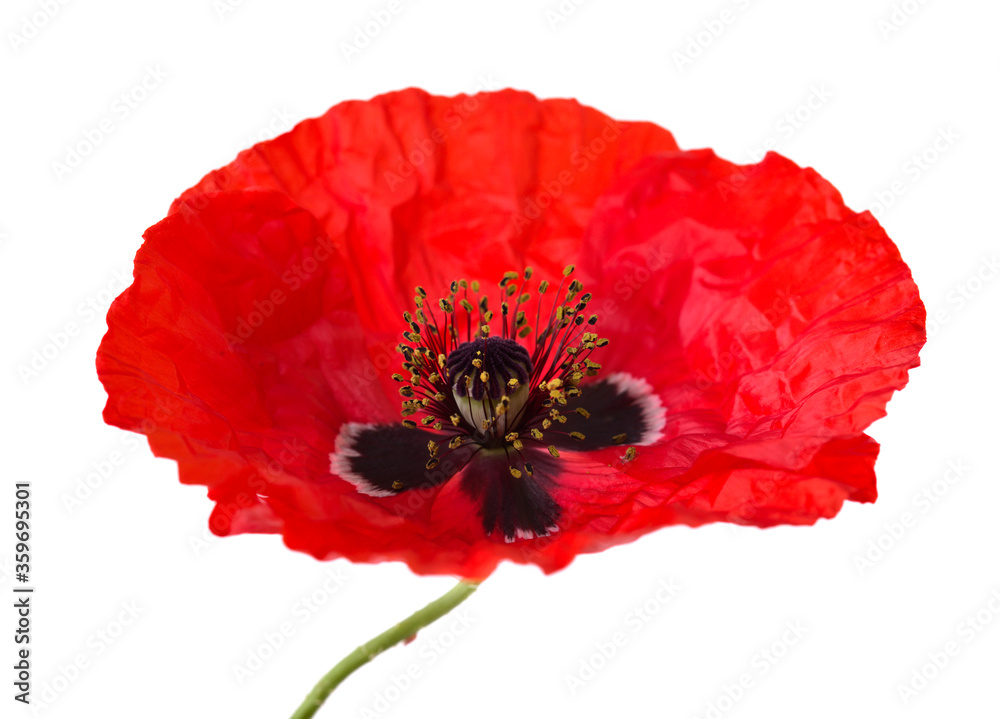 Obraz Flora of Gran Canaria - field poppy isolated on white