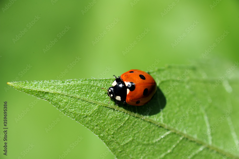 Red Ladybug with black dots on green leaf Red Ladybug with black dots on green leaf