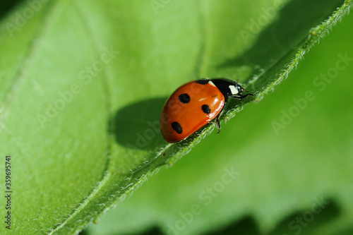 Red Ladybug with black dots on green leaf