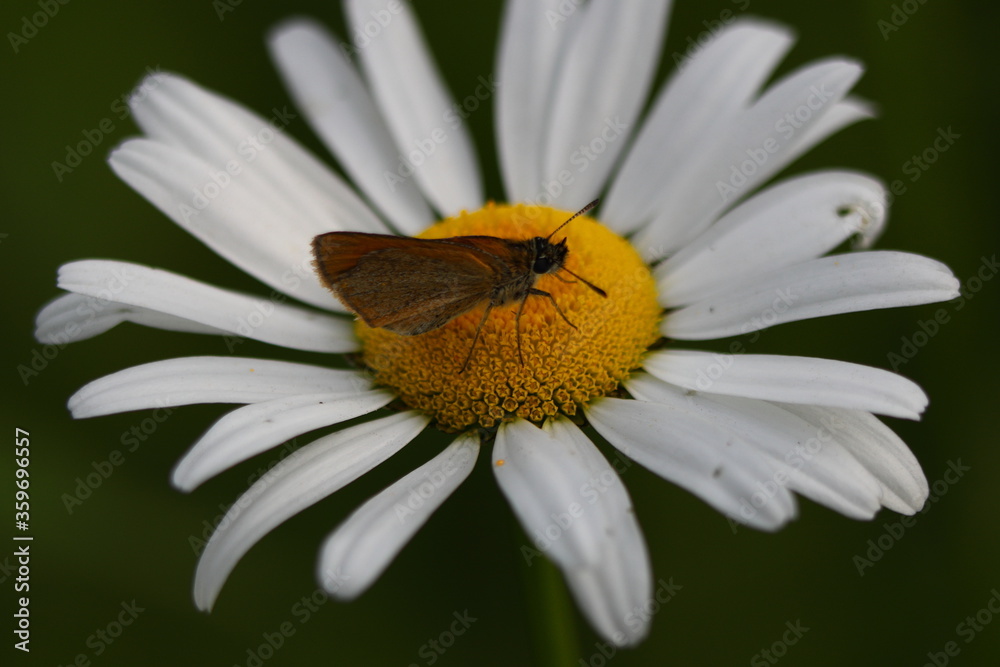Moth getting nectar from a Daisy flower (Bellis perennis)
Moth getting nectar from a Daisy flower (Bellis perennis)