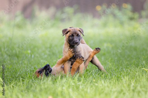 Fototapeta Naklejka Na Ścianę i Meble -  Belgian Shepherd (Malinois) puppy playing