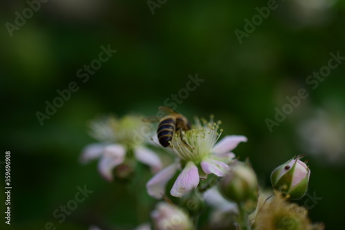 bee on a flower © GoraIN