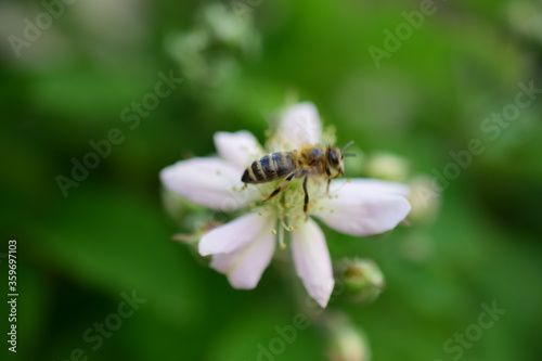 bee on a raspberry flower