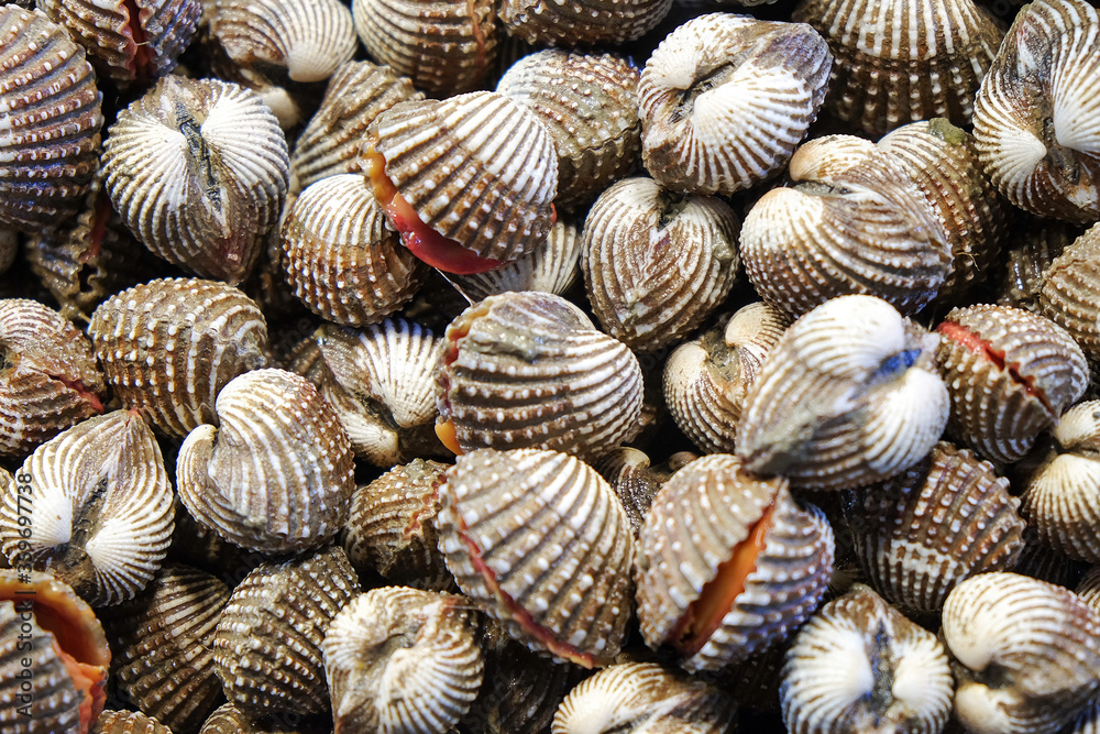 Close up image of Fresh Cockle 