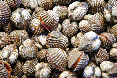 Close up image of Fresh Cockle 