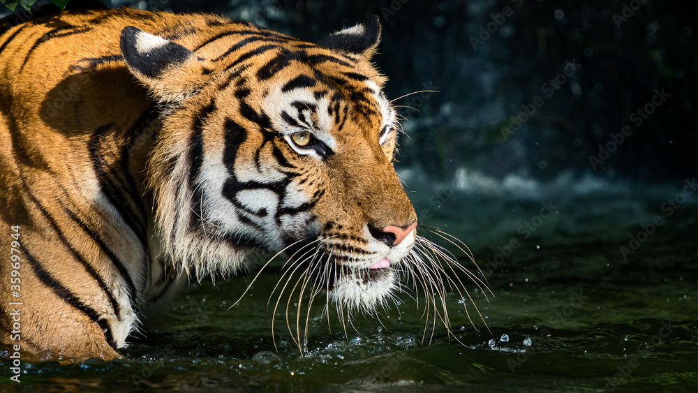 The tiger stood in the pond and looked something seriously. (Panthera tigris corbetti) in the natural habitat, wild dangerous animal in the natural habitat, in Thailand. The tiger stood in the pond and looked something seriously. (Panthera tigris corbetti) in the natural habitat, wild dangerous animal in the natural habitat, in Thailand.