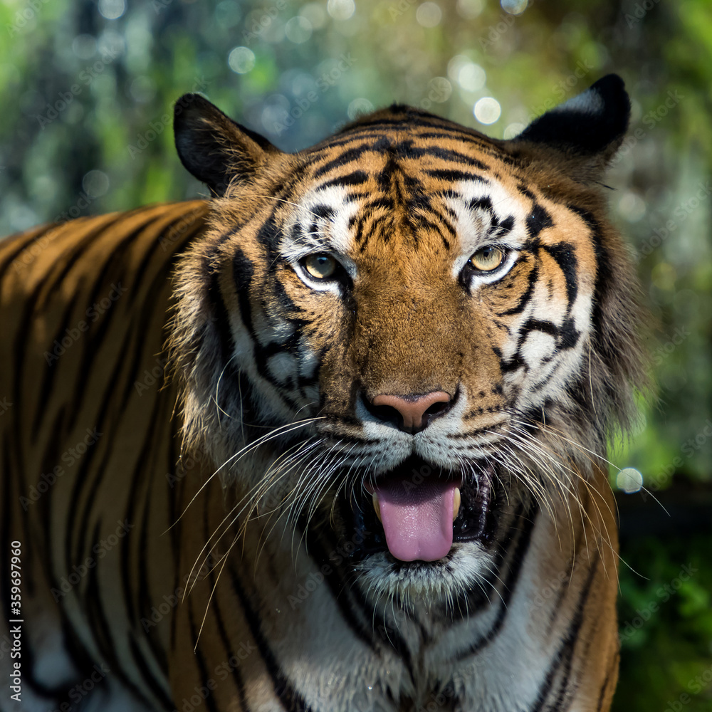 Fototapeta premium The tiger looked at me The eyes that looked so scary