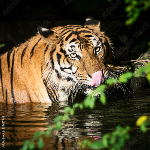 The tiger stood in the pond and looked something seriously.  Panthera tigris corbetti  in the natural habitat  wild dangerous animal in the natural habitat  in Thailand.