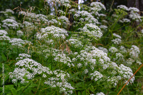 White flowers. Pimpinella anisum in Polish - Biedrzyniec.