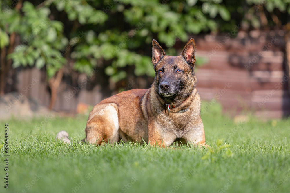 Belgian Shepherd (Malinois) dog in the yard