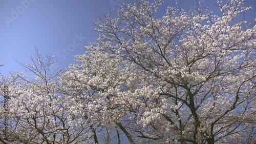  Japanese cherry blossoms 4