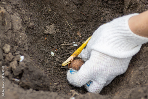 Walnut sprouted root and sprout through a crack. Planting a walnut tree in the garden. The gardener is planting seeds.