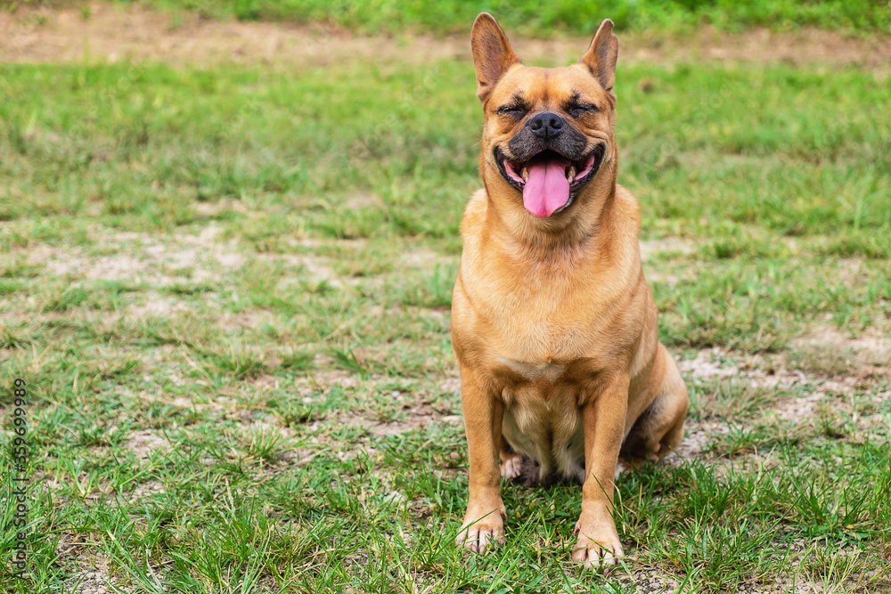 Brown dog smiling happily Happy Smile Concept Brown dog smiling happily Happy Smile Concept