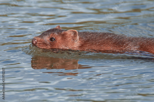 american mink swimming the river photo